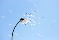 Mold spores drift through the air