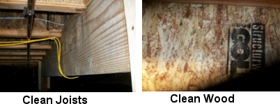 Image of Free from mold - Mold Solutions NW