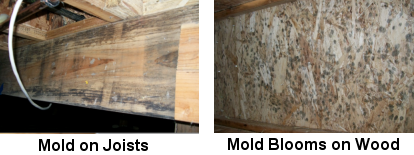 Image of Mold on Joists and Walls - Mold Solutions NW