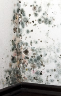 Black Mold - Mold Solutions NW