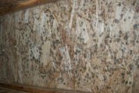 Dangerous Mold - Mold Solutions NW