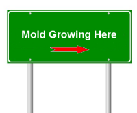 Signs of Mold - Mold Solutions NW