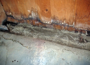 Water Damage Can Start Mold - Mold Solutions NW