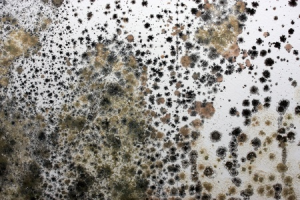 Why Is Mold Fuzzy?